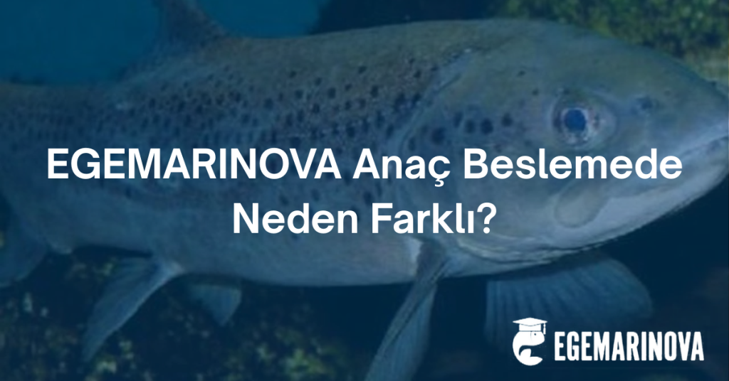 EGEMARINOVA Anaç Beslemede Neden Farklı?